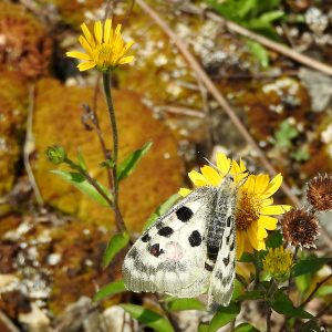 Apollofalter auf Magerrasen