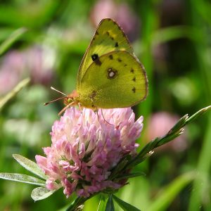 Gelbling (Colias alfacariensis/hyale) auf Rotklee