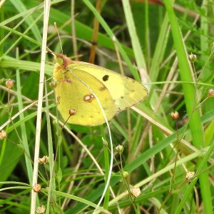 Gelbling (Colias alfacariensis/hyale) auf Gras