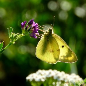 Gelbling (Colias alfacariensis/hyale) auf Luzerne