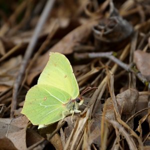 Zitronenfalter am Waldrand