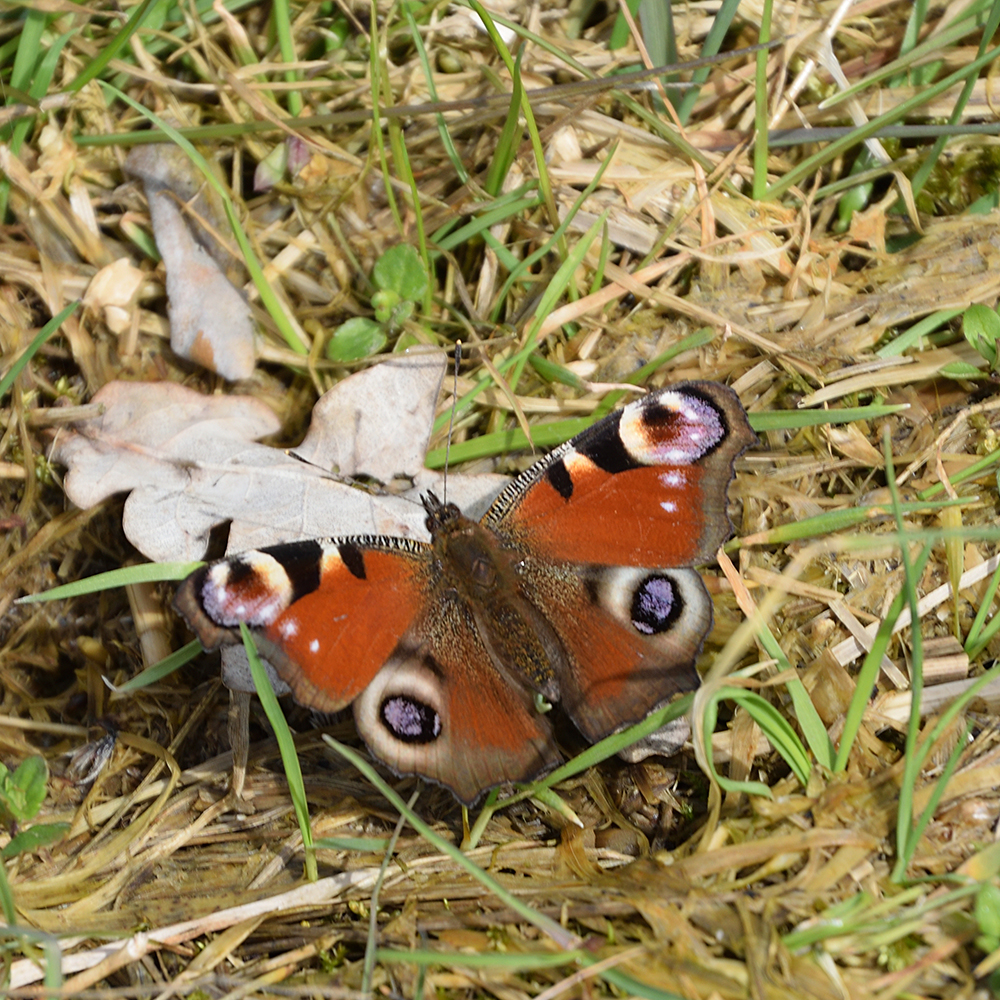 Tagpfauenauge am Waldrand