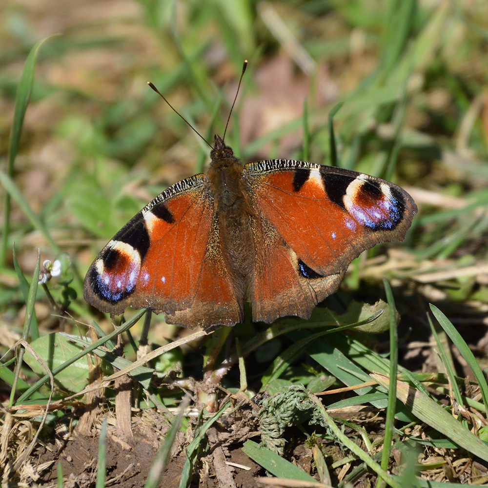 Tagpfauenauge am Waldrand