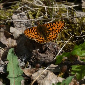 Silberfleck-Perlmutterfalter am Waldboden