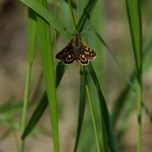 Gelbwürfeliger Dickkopffalter auf Gras