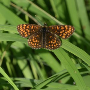 Wachtelweizen-Scheckenfalter (Melitaea athalia) auf Gras