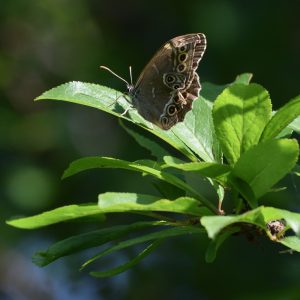 Gelbringfalter am Waldrand