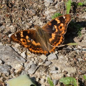 Kleiner Schillerfalter (rote Variation) auf Waldboden