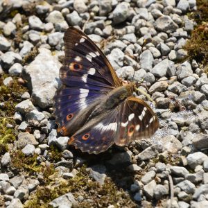 Kleiner Schillerfalter am Waldboden