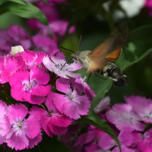 Taubenschwänzchen auf Bartnelke