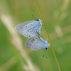 Kurzschwänzige Bläulinge auf Gras