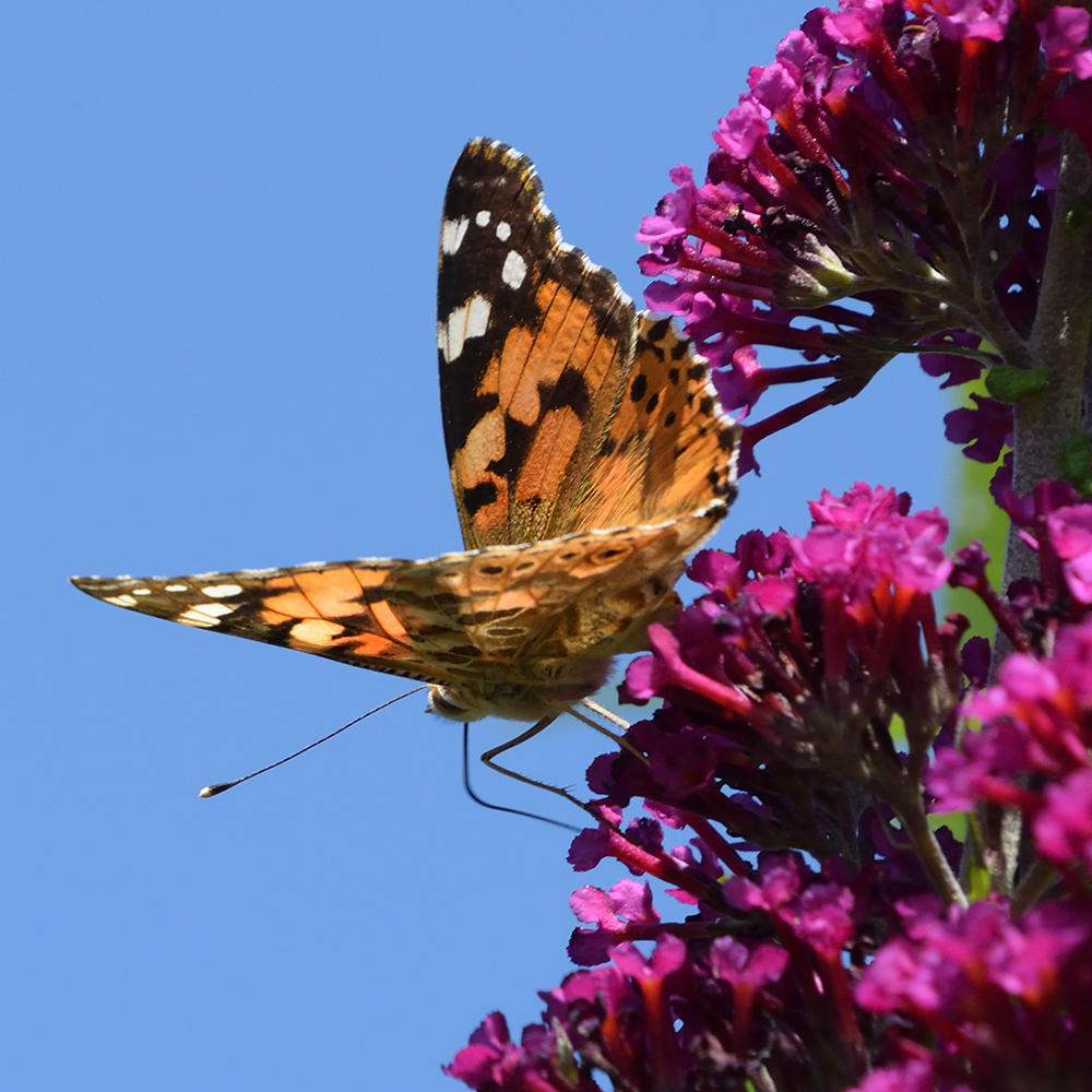 Distelfalter auf Schmetterlingsflieder