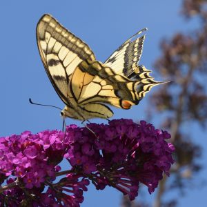 Schwalbenschwanz auf Schmetterlingsflieder
