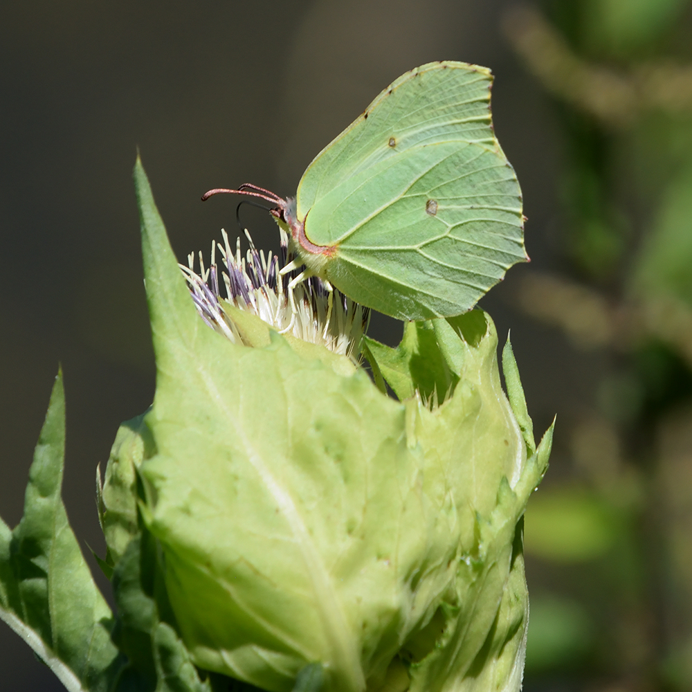 Zitronenfalter auf Kohldistel