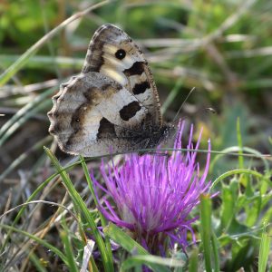 Berghexe auf Distel