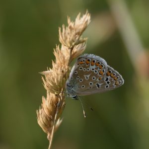 Hauhechel-Bläuling auf Gras