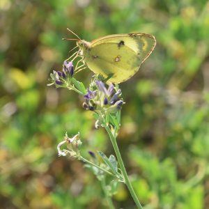 Gelbling (Colias alfacariensis/hyale) auf Luzerne