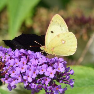 Gelbling (Colias alfacariensis/hyale) auf Schmetterlingsflieder