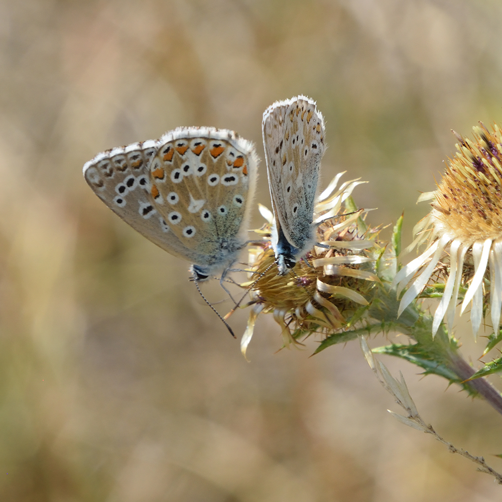 Silbergrüner Bläuling auf Distel