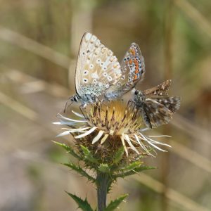 Bläuling und Roter Würfel-Dickkopffalter auf Distel