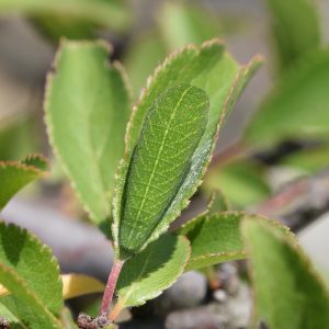 Segelfalter Raupe auf Schlehe