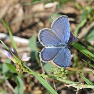 Kurzschwänziger Bläuling auf Wiese