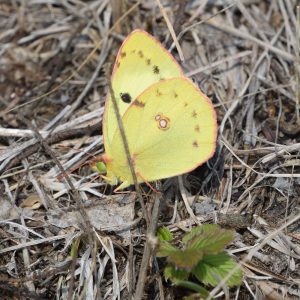 Gelbling (Colias alfacariensis/hyale) auf Wiese