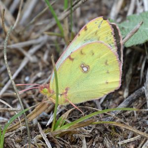 Gelbling (Colias alfacariensis/hyale) auf Wiese