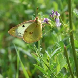 Gelbling (Colias alfacariensis/hyale) auf Luzerne