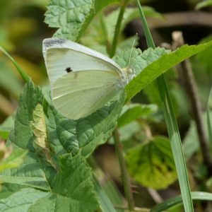 Kleiner Kohlweißling auf Brombeerblatt