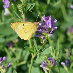 Gelbling (Colias alfacariensis/hyale) auf Luzerne