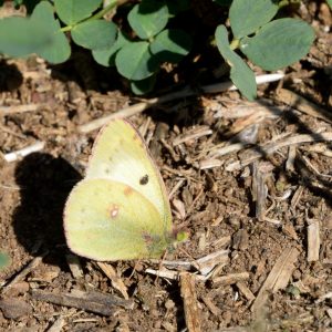 Gelbling (Colias alfacariensis/hyale) auf Waldboden