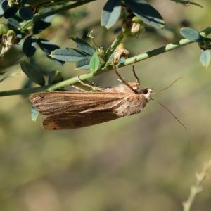 Noctua pronuba (Linnaeus, 1758) Hausmutter