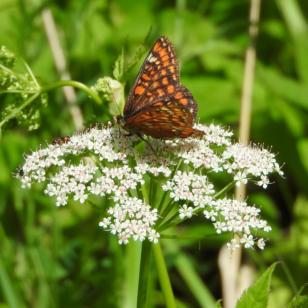 Eschen-Scheckenfalter auf Gierschblüte
