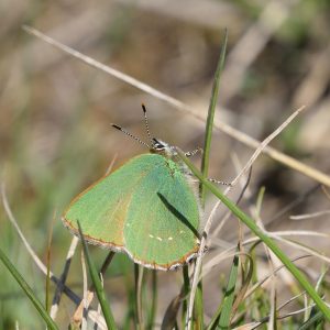 Grüner Zipfelfalter auf Wiese