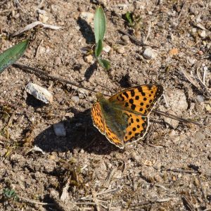 Kleiner Perlmutterfalter auf Ackerboden