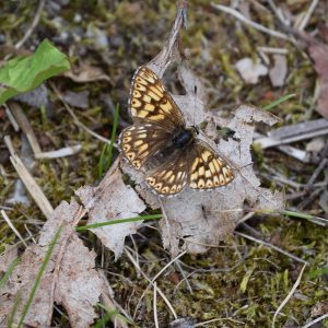 Schlüsselblumen-Würfelfalter auf Waldboden