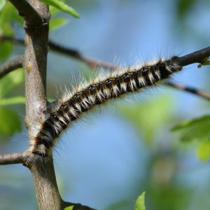 Hecken-Wollafter Raupe auf Schlehe