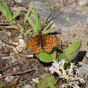 Silberfleck-Perlmutterfalter auf Waldboden