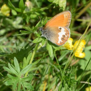 Weißbindiges Wiesenvögelchen auf Wiese