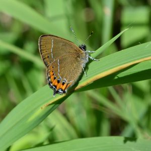 Pflaumen-Zipfelfalter auf Gras