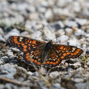 Eschen-Scheckenfalter auf Waldweg