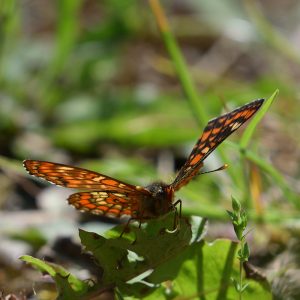 Eschen-Scheckenfalter auf Löwenzahn