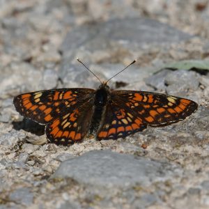 Eschen-Scheckenfalter auf Waldweg