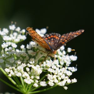 Eschen-Scheckenfalter auf Giersch