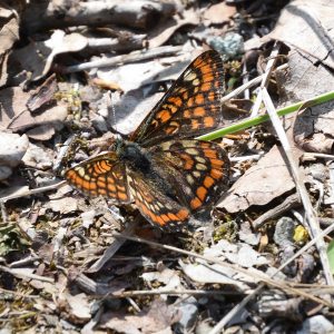 Eschen-Scheckenfalter auf Waldboden