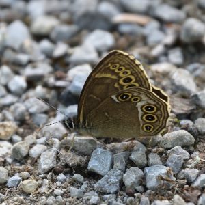 Gelbringfalter auf Waldweg