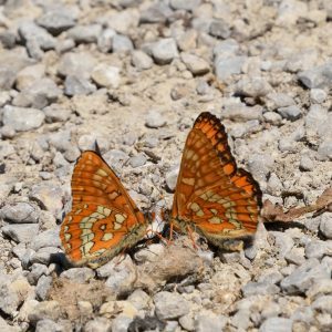 Eschen-Scheckenfalter auf Waldweg