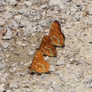 Eschen-Scheckenfalter auf Waldweg