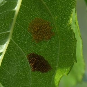 Eschen-Scheckenfalter Eier auf Esche